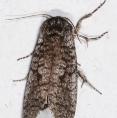 Trigonocyttara clandestina at Melba, ACT - 4 Feb 2021