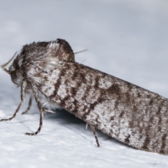 Trigonocyttara clandestina at Melba, ACT - 4 Feb 2021 10:25 PM