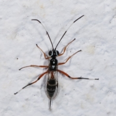 Glabridorsum stokesii (A parasitic wasp) at Melba, ACT - 4 Feb 2021 by kasiaaus