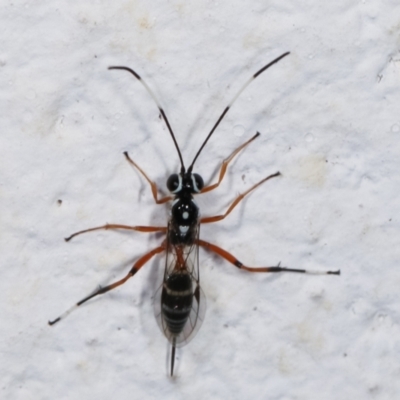 Glabridorsum stokesii (A parasitic wasp) at Melba, ACT - 4 Feb 2021 by kasiaaus