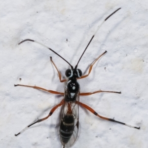 Glabridorsum stokesii at Melba, ACT - 4 Feb 2021