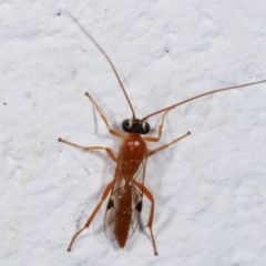 Ichneumonidae (family) (Unidentified ichneumon wasp) at Melba, ACT - 4 Feb 2021 by kasiaaus