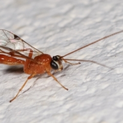 Ichneumonidae (family) at Melba, ACT - 4 Feb 2021