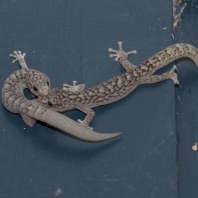 Christinus marmoratus (Southern Marbled Gecko) at Higgins, ACT - 5 Feb 2021 by AlisonMilton