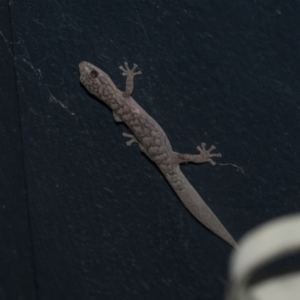 Christinus marmoratus at Higgins, ACT - 5 Feb 2021 08:11 PM