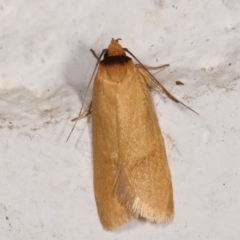 Oecophoridae provisional species 6 at Melba, ACT - 4 Feb 2021 by kasiaaus