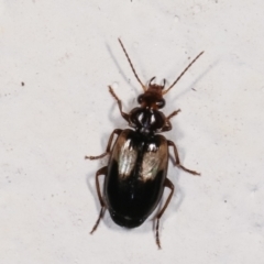 Sarothrocrepis civica (An arboreal 'ground' beetle) at Melba, ACT - 4 Feb 2021 by kasiaaus