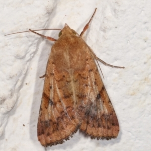 Helicoverpa armigera at Melba, ACT - 4 Feb 2021 11:52 PM