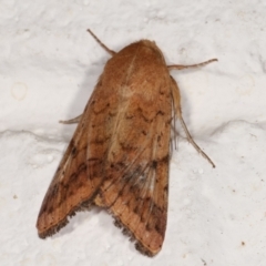 Helicoverpa armigera at Melba, ACT - 4 Feb 2021 11:52 PM