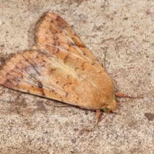 Helicoverpa armigera at Melba, ACT - 4 Feb 2021 11:52 PM