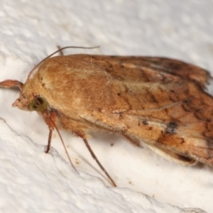 Helicoverpa armigera at Melba, ACT - 4 Feb 2021 11:52 PM