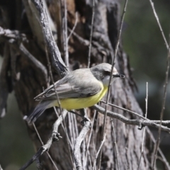 Gerygone olivacea (White-throated Gerygone) at Majura, ACT - 12 Oct 2020 by AlisonMilton