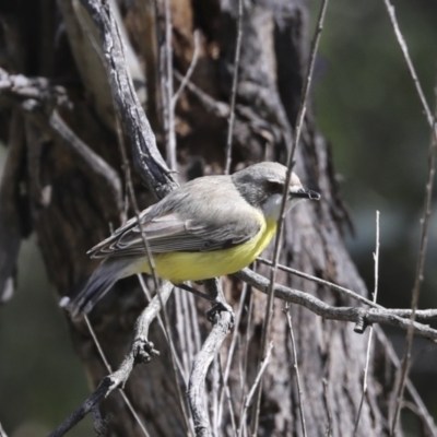 Gerygone olivacea (White-throated Gerygone) at Mount Ainslie - 12 Oct 2020 by AlisonMilton