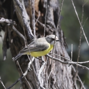 Gerygone olivacea at Majura, ACT - 12 Oct 2020