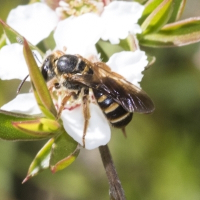 Lasioglossum (Chilalictus) bicingulatum (Halictid Bee) at Acton, ACT - 10 Nov 2020 by AlisonMilton