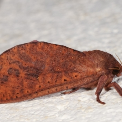 Elhamma australasiae (A Swift or Ghost moth (Hepialidae)) at Melba, ACT - 4 Feb 2021 by kasiaaus