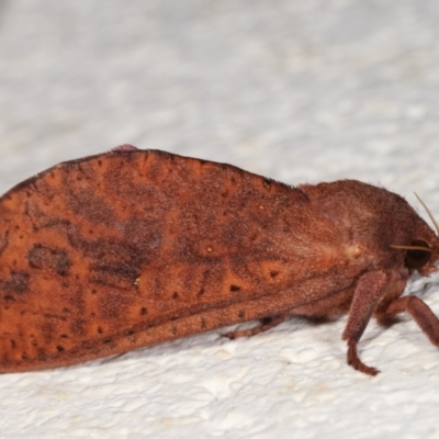 Elhamma australasiae (A Swift or Ghost moth (Hepialidae)) at Melba, ACT - 4 Feb 2021 by kasiaaus