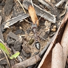 Myrmecia pyriformis (A Bull ant) at Cook, ACT - 8 Feb 2021 by drakes