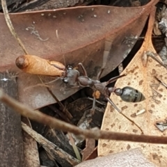 Myrmecia pyriformis at Cook, ACT - 8 Feb 2021