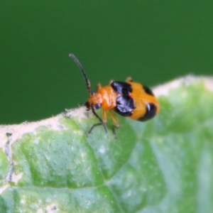 Aulacophora hilaris at Hughes, ACT - suppressed