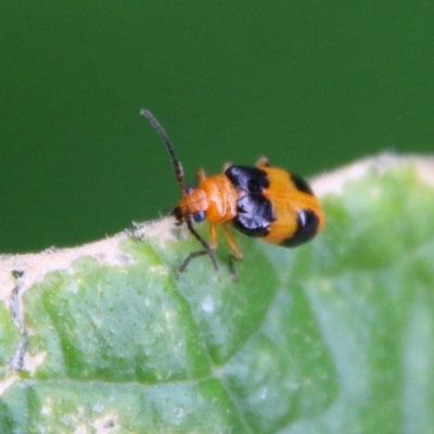 Aulacophora hilaris (Pumpkin Beetle) at Red Hill to Yarralumla Creek - 8 Feb 2021 by LisaH