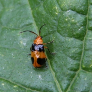 Aulacophora hilaris at Hughes, ACT - suppressed