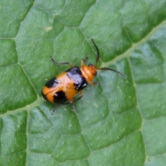 Aulacophora hilaris at Hughes, ACT - suppressed