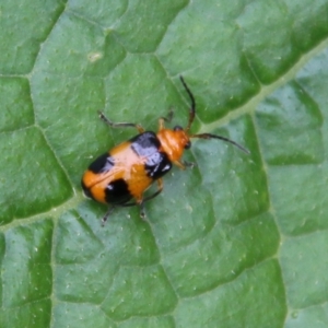 Aulacophora hilaris at Hughes, ACT - suppressed