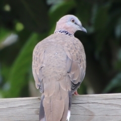 Spilopelia chinensis (Spotted Dove) at Hughes, ACT - 8 Feb 2021 by LisaH