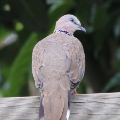 Spilopelia chinensis (Spotted Dove) at Hughes Grassy Woodland - 8 Feb 2021 by LisaH