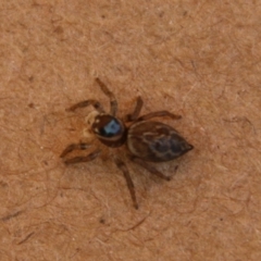 Maratus griseus (Jumping spider) at Hughes, ACT - 8 Feb 2021 by LisaH