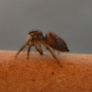 Maratus griseus at Hughes, ACT - 8 Feb 2021