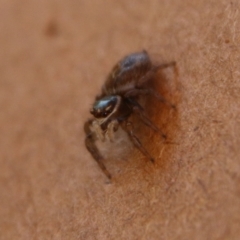 Maratus griseus at Hughes, ACT - suppressed