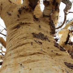 Eucalyptus rossii (Inland Scribbly Gum) at Dryandra St Woodland - 5 Feb 2021 by ConBoekel