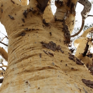 Eucalyptus rossii at Dryandra St Woodland - 5 Feb 2021