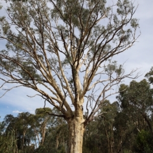 Eucalyptus rossii at O'Connor, ACT - 5 Feb 2021