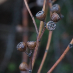 Eucalyptus rossii at Dryandra St Woodland - 5 Feb 2021 02:43 PM