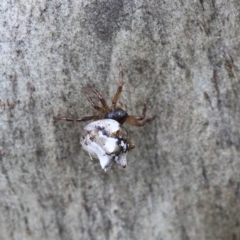 Theridiidae (family) (Comb-footed spider) at O'Connor, ACT - 5 Feb 2021 by ConBoekel