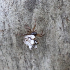 Theridiidae (family) (Comb-footed spider) at Dryandra St Woodland - 5 Feb 2021 by ConBoekel