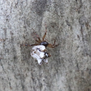 Theridiidae (family) at O'Connor, ACT - 5 Feb 2021 02:42 PM