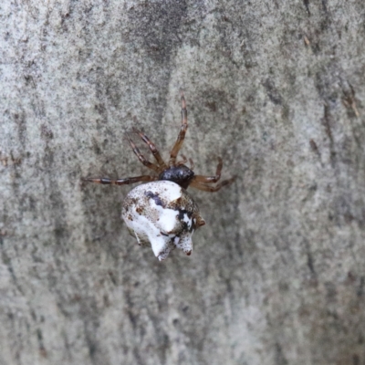 Theridiidae (family) (Comb-footed spider) at Dryandra St Woodland - 5 Feb 2021 by ConBoekel