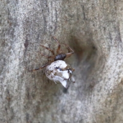 Theridiidae (family) at O'Connor, ACT - 5 Feb 2021 02:42 PM