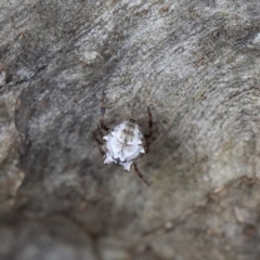 Theridiidae (family) at O'Connor, ACT - 5 Feb 2021 02:42 PM