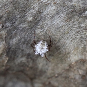 Theridiidae (family) at O'Connor, ACT - 5 Feb 2021 02:42 PM