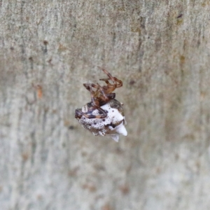 Theridiidae (family) at O'Connor, ACT - 5 Feb 2021