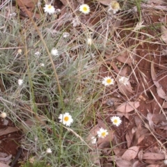 Leucochrysum albicans subsp. tricolor (Hoary Sunray) at Watson, ACT - 8 Feb 2021 by waltraud