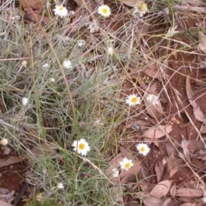 Leucochrysum albicans subsp. tricolor at Watson, ACT - 8 Feb 2021