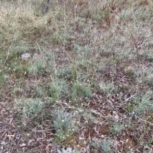 Leucochrysum albicans subsp. tricolor at Watson, ACT - 8 Feb 2021