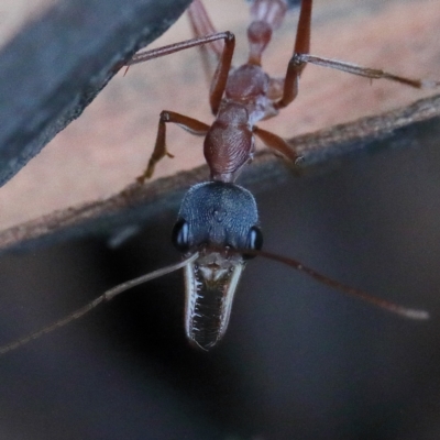 Myrmecia nigriceps (Black-headed bull ant) at Dryandra St Woodland - 5 Feb 2021 by ConBoekel