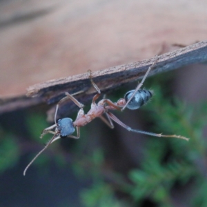 Myrmecia nigriceps at O'Connor, ACT - 5 Feb 2021